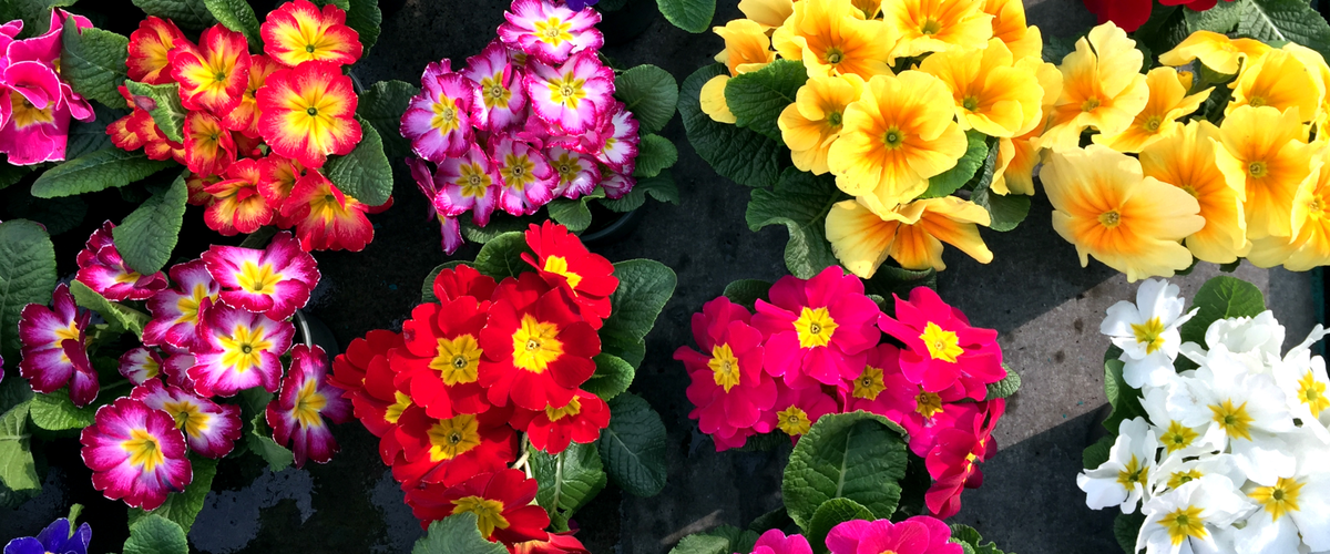 Tuinplanten Couleur en hiver