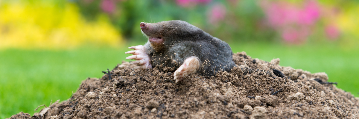 Éloigner les animaux nuisibles | Serres Pessleux Éloigner les animaux nuisibles | Serres Pessleux
