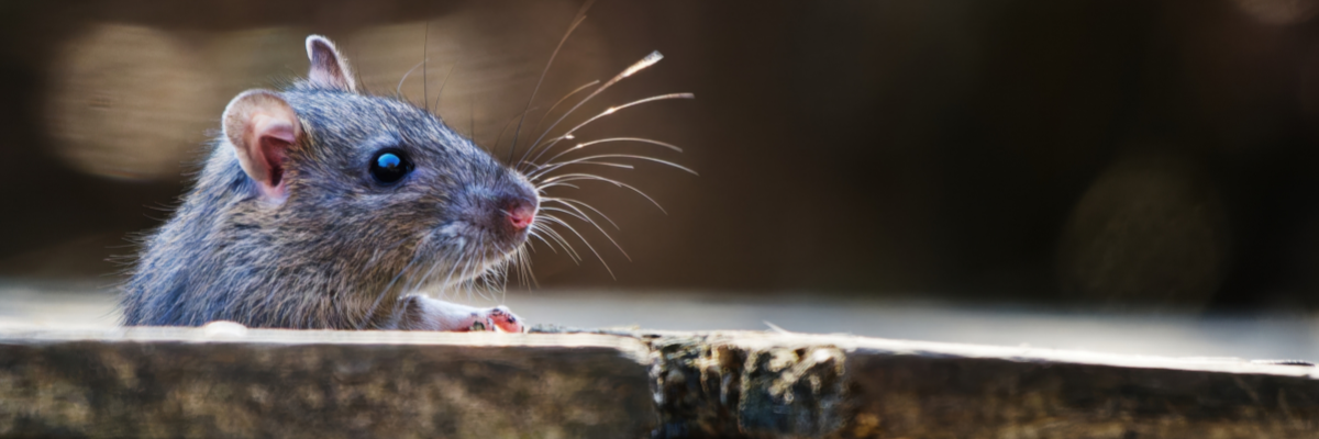 Éloigner les animaux nuisibles | Serres Pessleux Éloigner les animaux nuisibles | Serres Pessleux