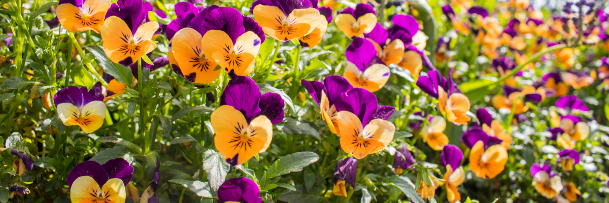 Les plantes annuelles et bisannuelles ajoutent un élément de surprise à votre jardin.