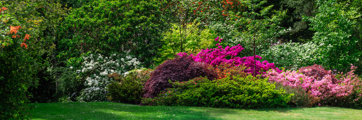 Visitez notre oasis de verdure à Bois de Villers et découvrez la beauté et la diversité des arbustes d'ornement.