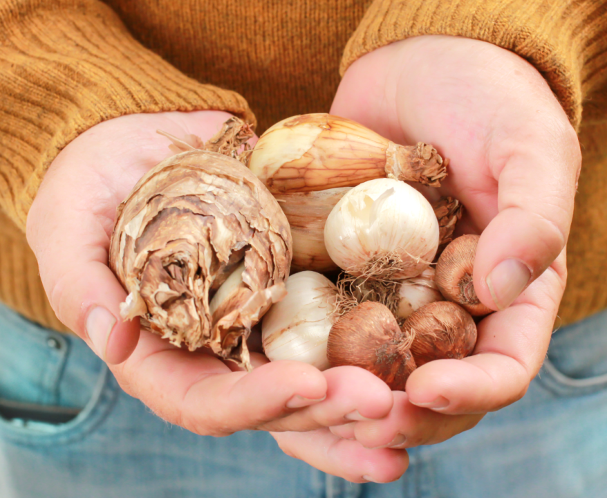 C'est septembre, il est temps de planter des bulbes à floraison printanière !