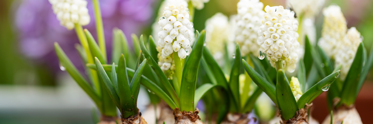 Bulbes en pot | Serres Pessleux