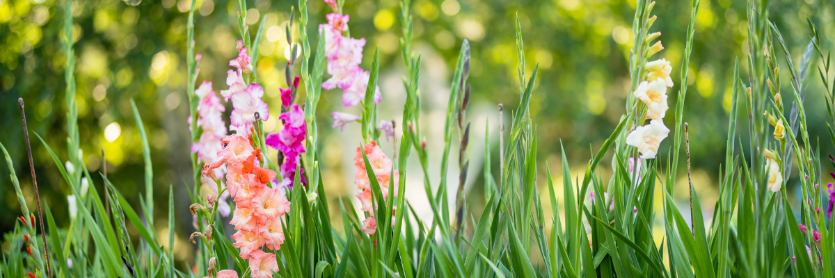 C'est le moment idéal pour préparer le terrain pour un jardin coloré ! Comment ? En plantant des bulbes d'été ! 