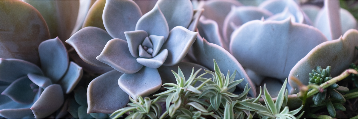 Cactus et plantes succulentes | Serres Pessleux Cactus et plantes succulentes | Serres Pessleux