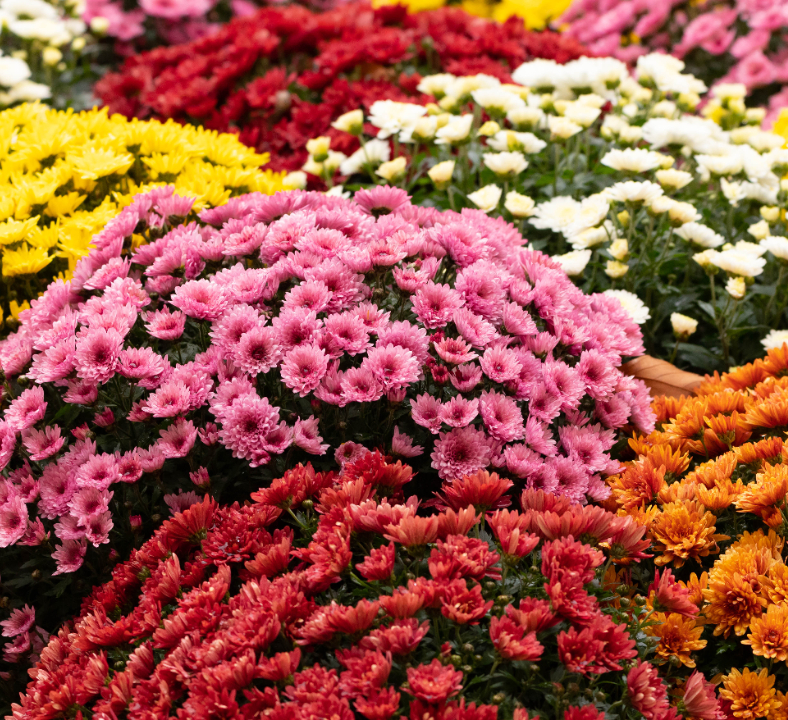 Chez Serres Pessleux, nous vous proposons une large sélection de ces magnifiques fleurs.
