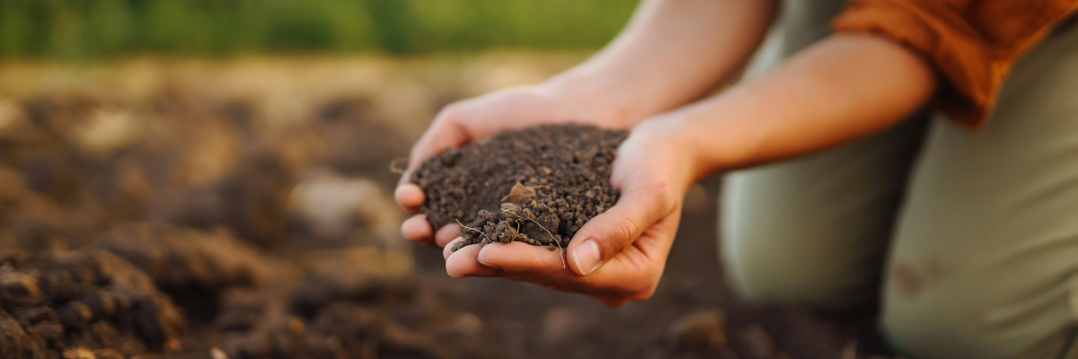 Chez Serres Pessleux, nos experts sont à votre disposition pour vous conseiller sur le choix du sol, des engrais et des traitements adaptés à vos plantes.
