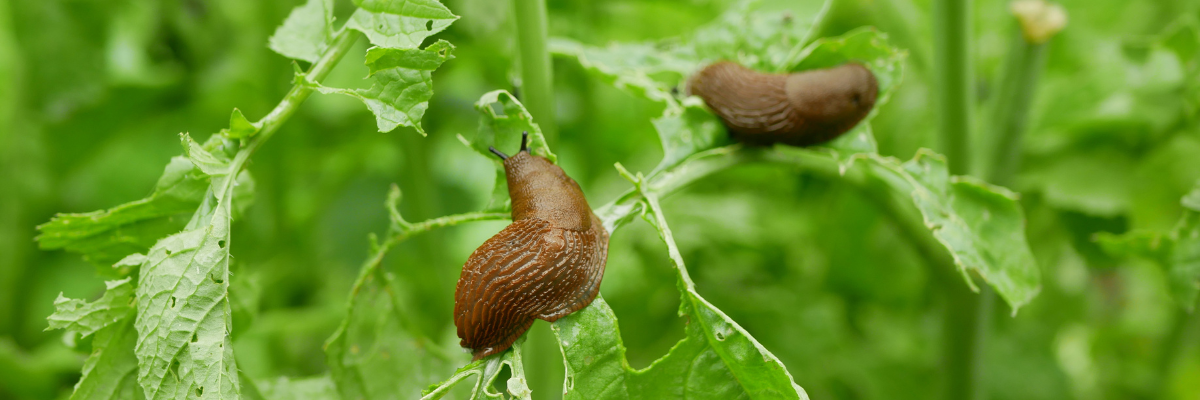 Éloigner les limaces et les escargots | Serres Pessleux