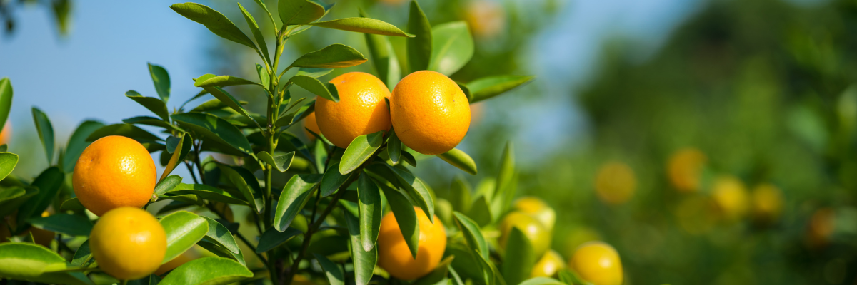 Chez Serres Pessleux, nous comprenons la passion de la culture fruitière et nous sommes là pour vous aider à réaliser le jardin de vos rêves, plein de saveur et de beauté. 