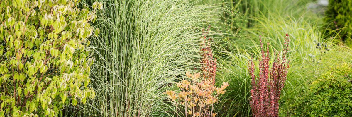 Les graminées ornementales sont le pouvoir secret d’un jardin qui rayonne à la fois de beauté naturelle et de mouvement gracieux. 