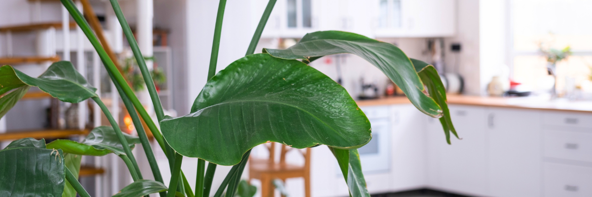 Grandes plantes d'intérieur | Serres Pessleux