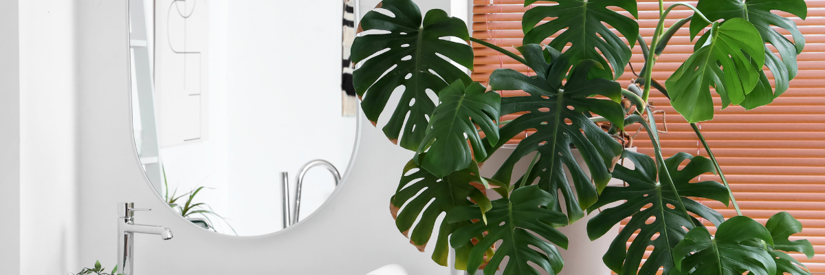 Grandes plantes d'intérieur | Serres Pessleux