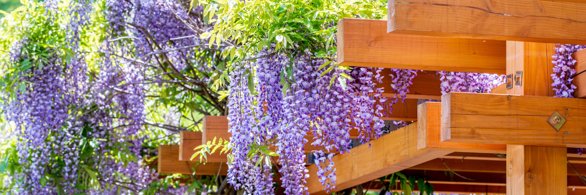 hez Serres Pessleux nous comprenons le plaisir des plantes grimpantes et vous proposons une gamme variée pour enrichir votre jardin. 