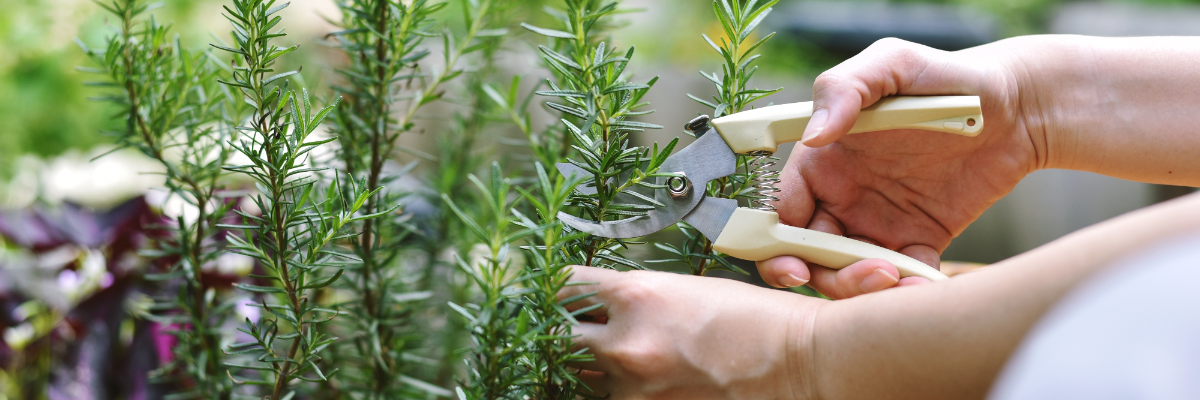 Les semences de fruits | Serres Pessleux