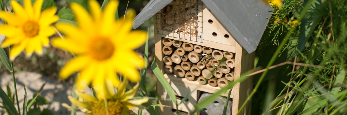 Les insectes dans votre jardin ? Absolument ! Bien qu’ils soient petits, ils jouent un rôle essentiel pour la santé de votre jardin.