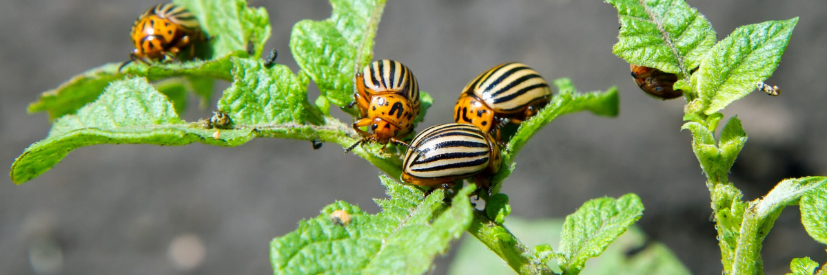Insectes | Serres Pessleux (Bois de Villers)