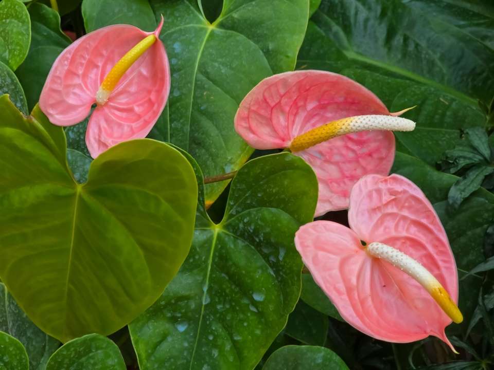 Plantes d’intérieur fleuries : L’amour en vert !