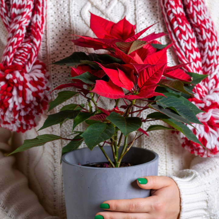 L’étoile de Noël | Serres Pessleux L’étoile de Noël | Serres Pessleux