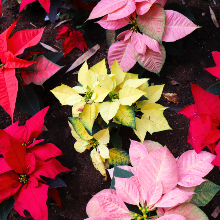 L’étoile de Noël | Serres Pessleux L’étoile de Noël | Serres Pessleux