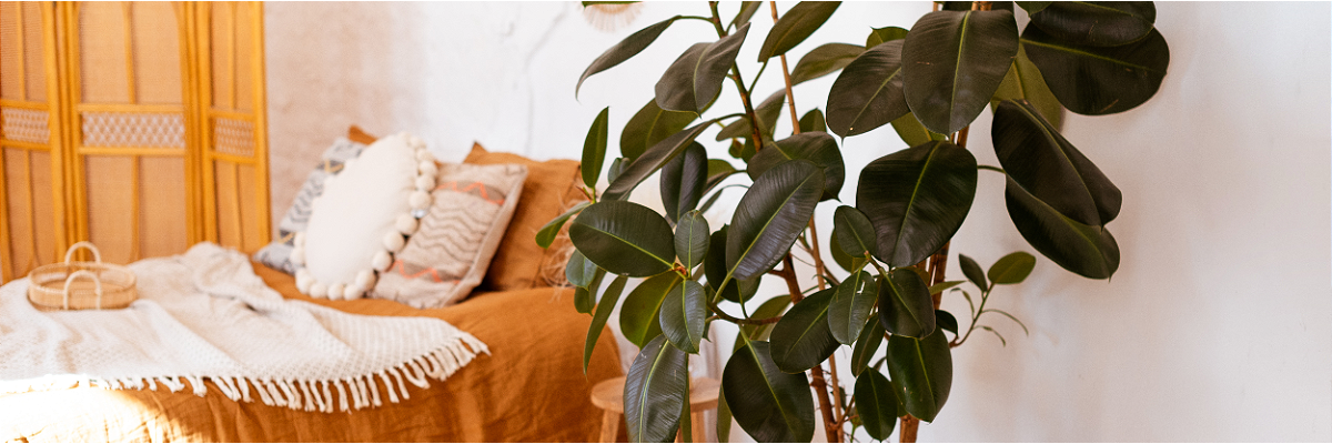 Le Ficus elastica | Serres Pessleux