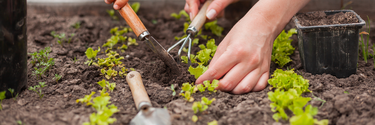 Aux Serres Pessleux, nous vous mettons au défi de vous inspirer de nos légumes à repiquer et de créer votre propre potager.