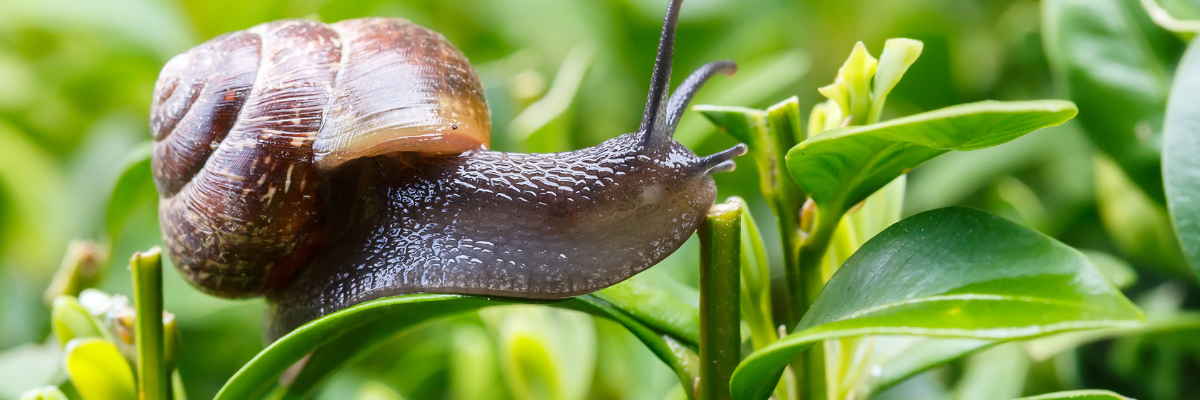 Se débarrasser facilement des escargots dans le jardin!