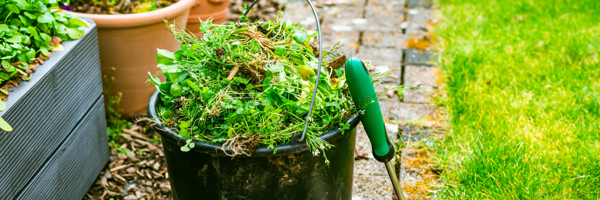 Mauvaises herbes & dépôts verts | Serres Pessleux