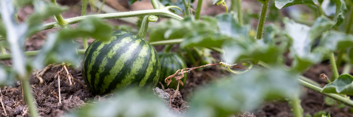 Les semences de fruits | Serres Pessleux