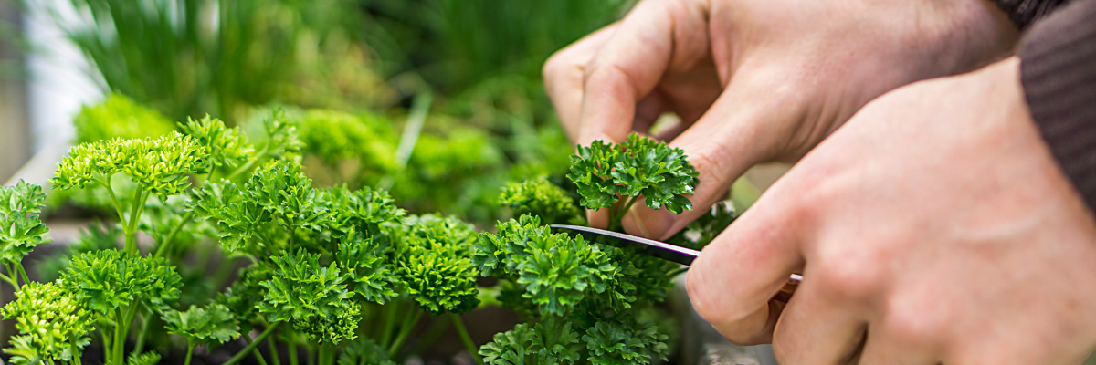 Plantes Aromatiques : Des Trésors de la Nature | Serres Pessleux