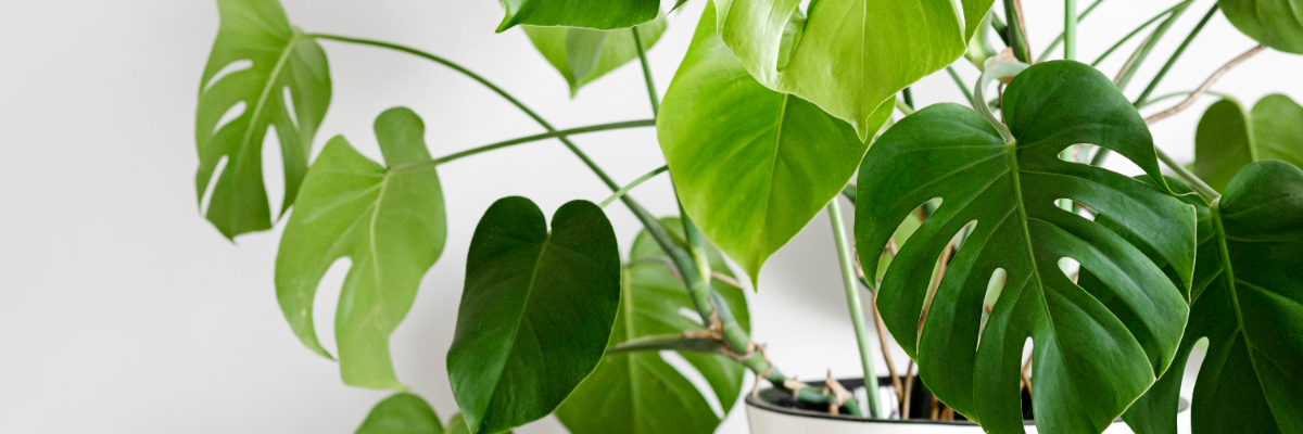 Monstera Deliciosa | Serres Pessleux