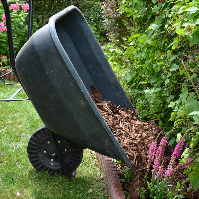 Paillis : l'arme secrète pour un jardin sain et magnifique