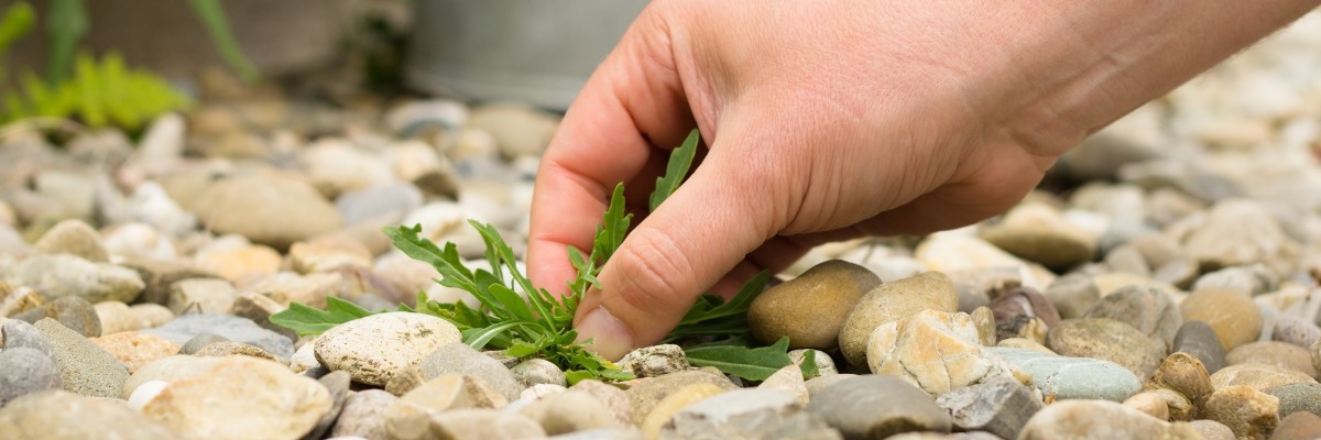 Notre gamme de pesticides DCM offre une solution efficace.
