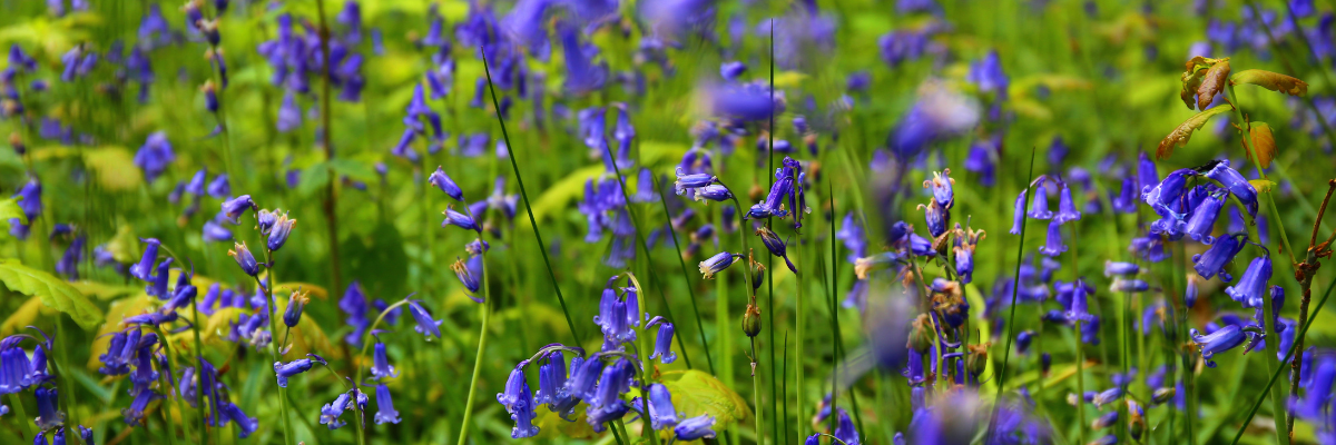 Les plantes indigènes sont des plantes qui poussent naturellement en Belgique et dans la région de Bois-de-Villers. 