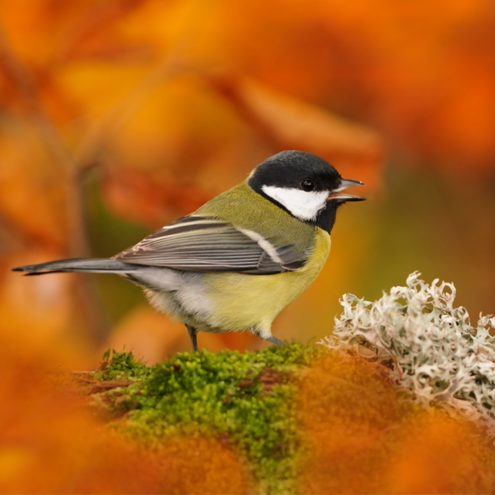 Un peu de désordre au jardin ? C’est justement ce qui le rend vivant ! Un peu de désordre au jardin ? C’est justement ce qui le rend vivant !
