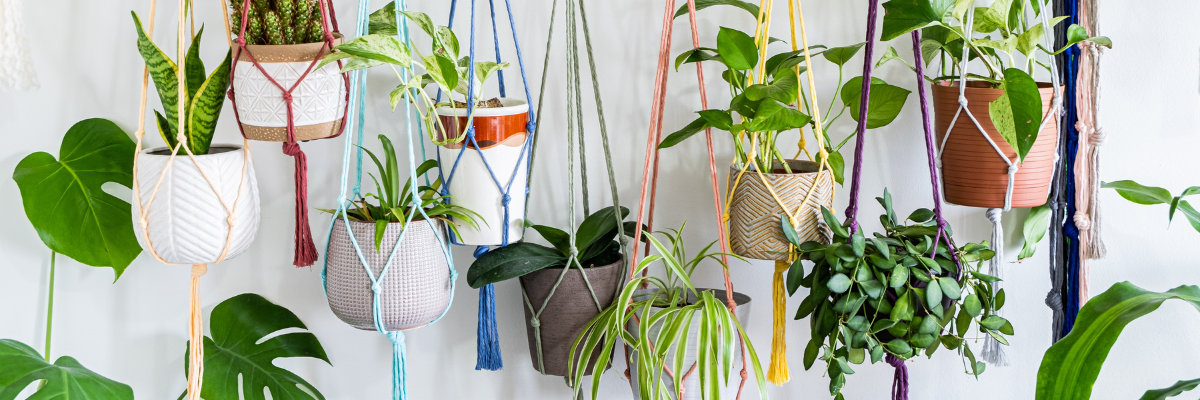 Plantes suspendues | Serres Pessleux