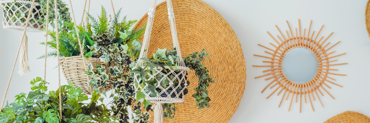 Plantes suspendues | Serres Pessleux