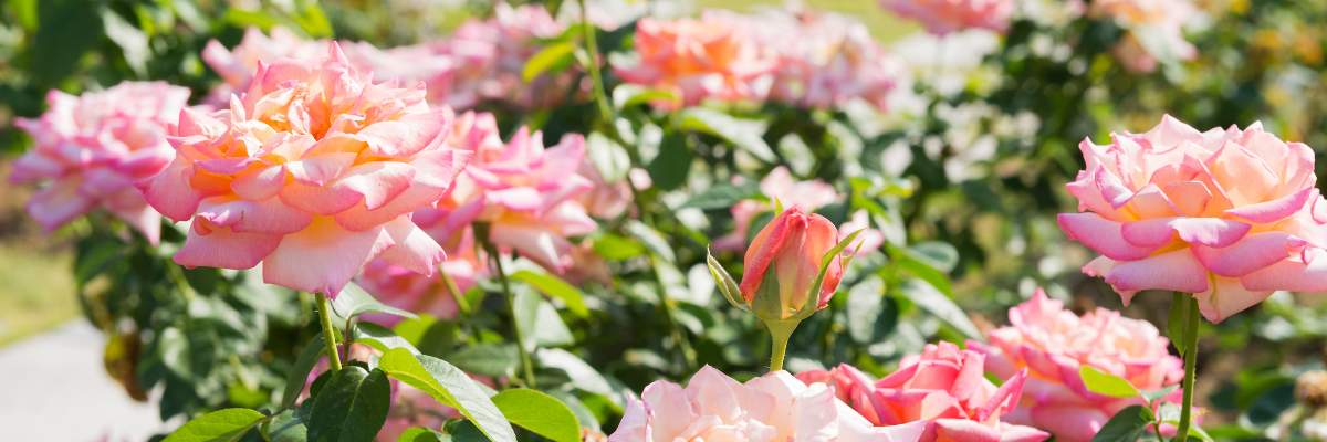 Serres Pessleux vous invite à découvrir notre collection enchanteresse de roses de jardin et à apprécier la beauté intemporelle de ces fleurs.