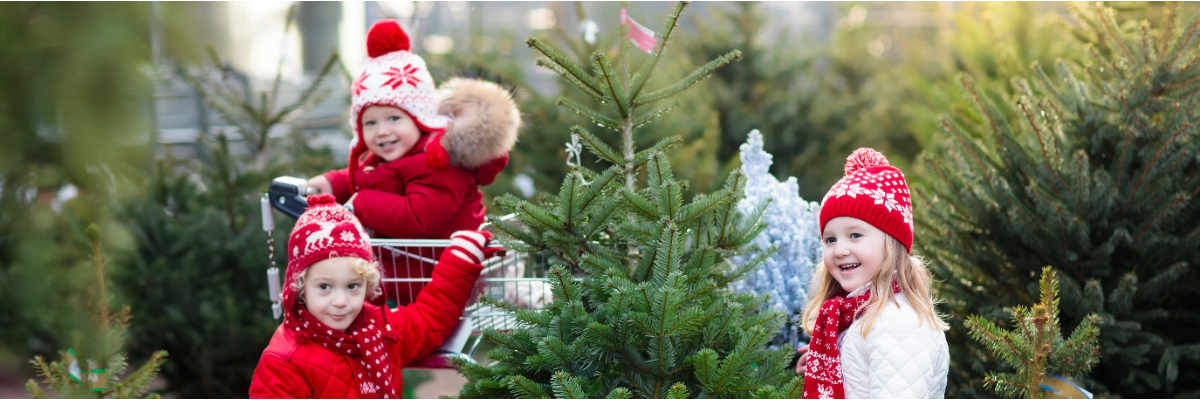 Les sapins de Noël naturels
