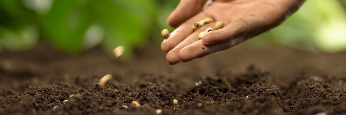 Serres Pessleux est prêt à vous fournir des semences et des plants de haute qualité pour que vous puissiez vous lancer dans l'aventure du potager.