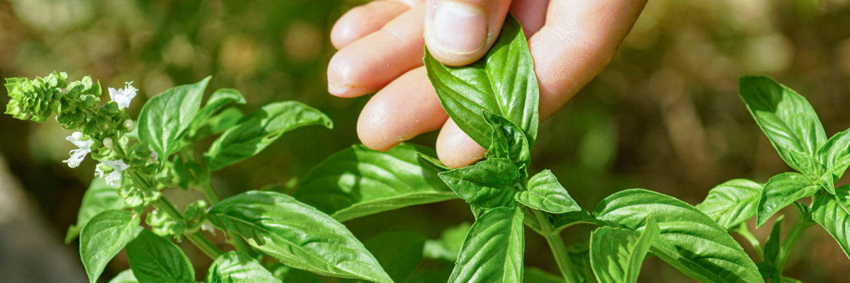 Les semences de fruits | Serres Pessleux