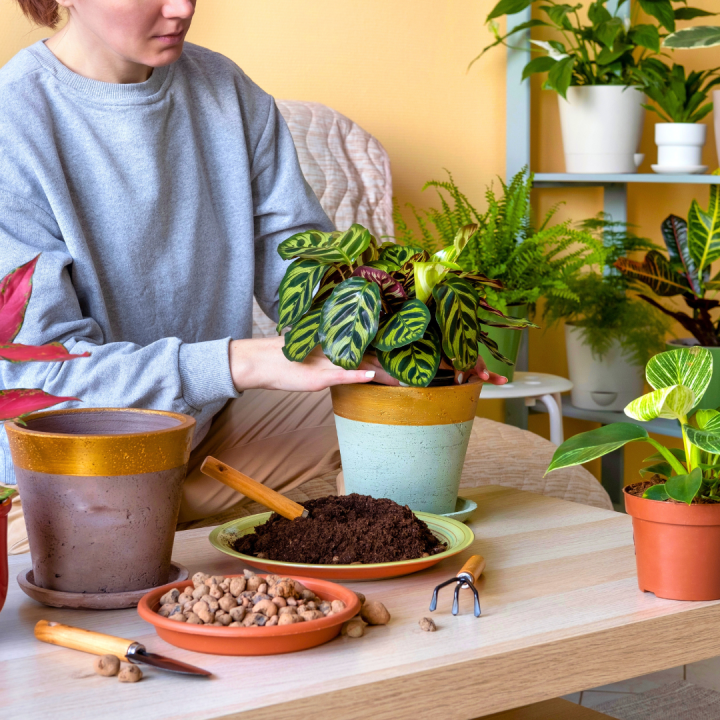 Couleurs et thèmes pour votre sapin de Noël | Serres Pessleux Plantes à feuilles vertes : l’incontournable tendance 2026