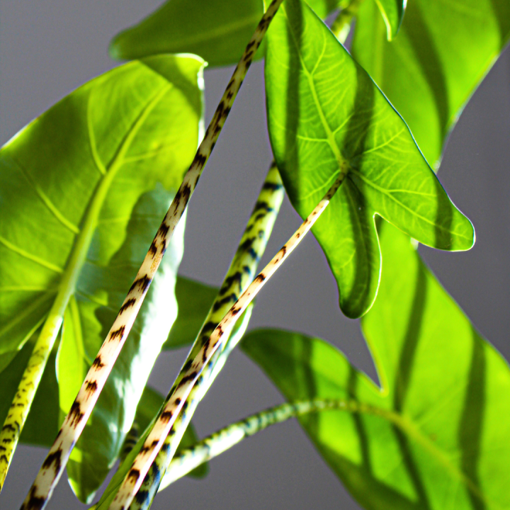 Couleurs et thèmes pour votre sapin de Noël | Serres Pessleux Plantes à feuilles vertes : l’incontournable tendance 2026