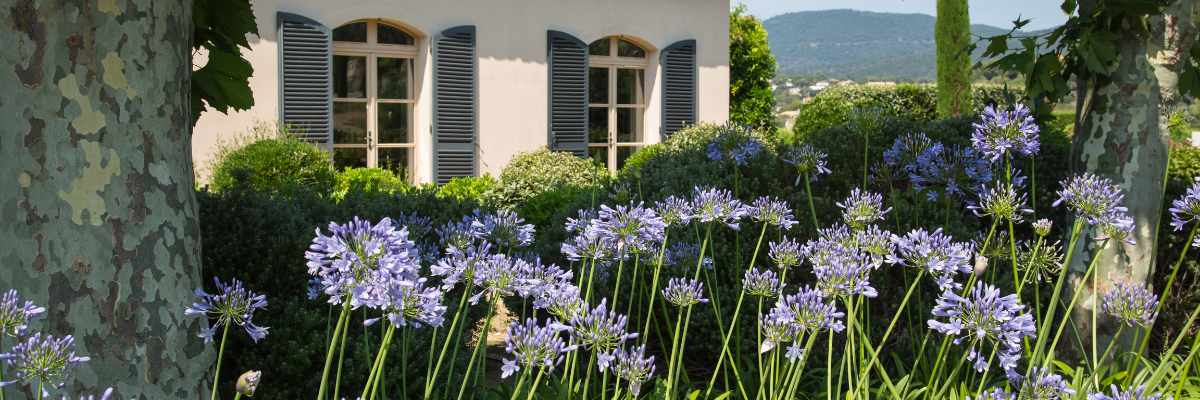 Les plantes méditerranéennes | Serres Pessleux Les plantes méditerranéennes | Serres Pessleux