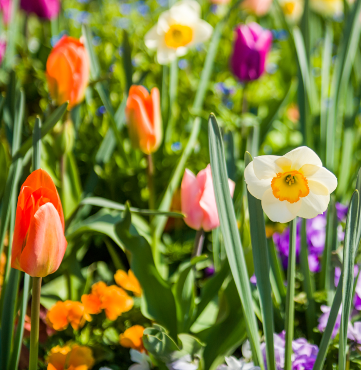 C'est septembre, il est temps de planter des bulbes à floraison printanière !