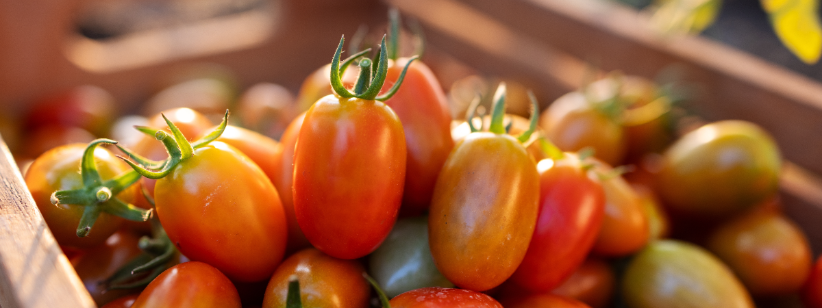 Les semences de fruits | Serres Pessleux