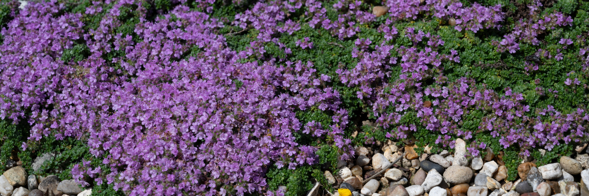 Quelles plantes choisir chez Serres Pessleux ?