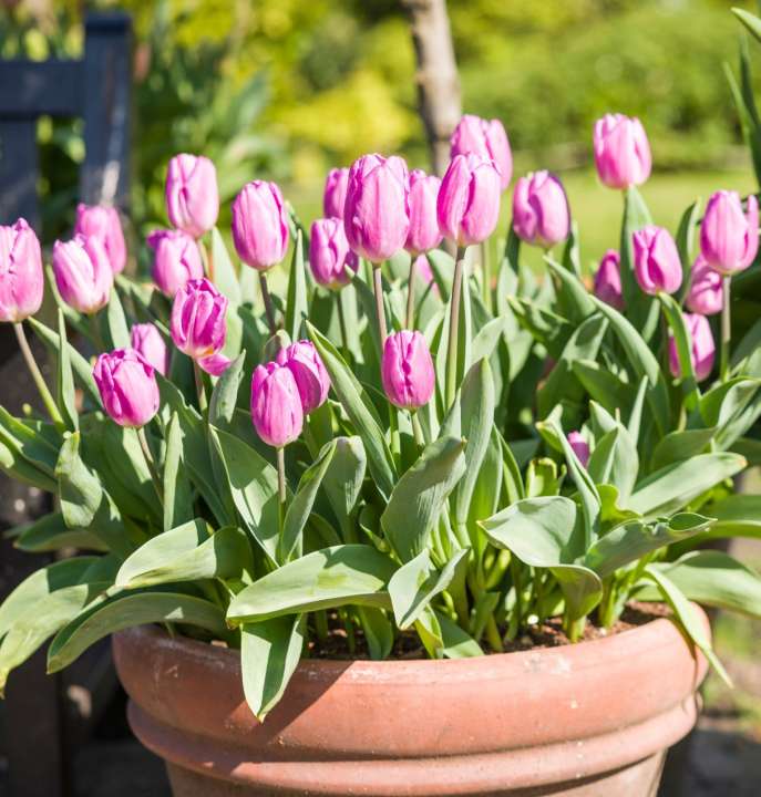 C'est septembre, il est temps de planter des bulbes à floraison printanière !