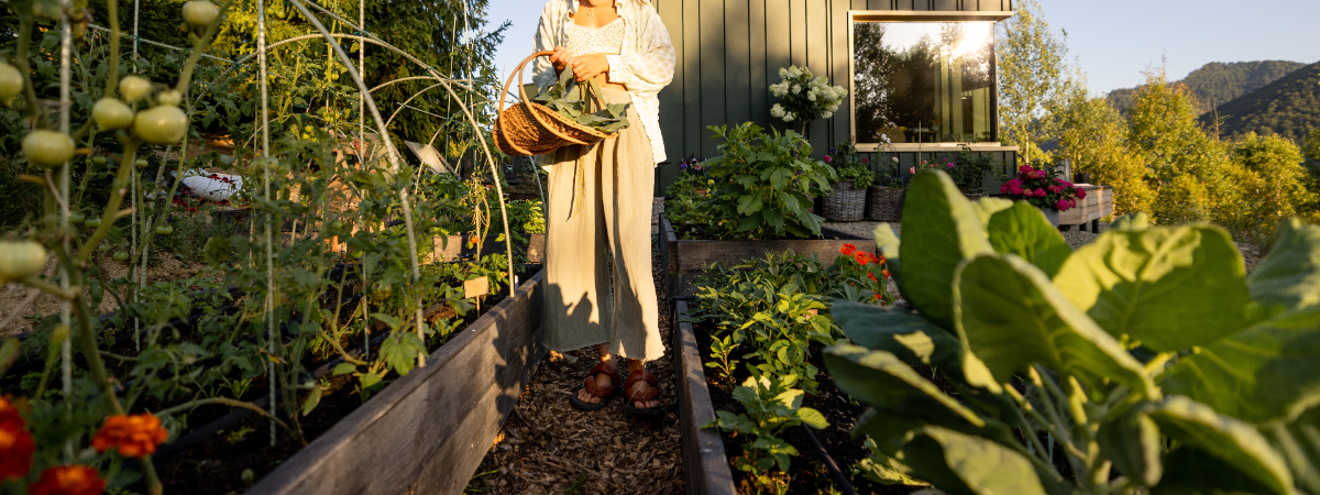 Les semences de légumes Les semences de légumes