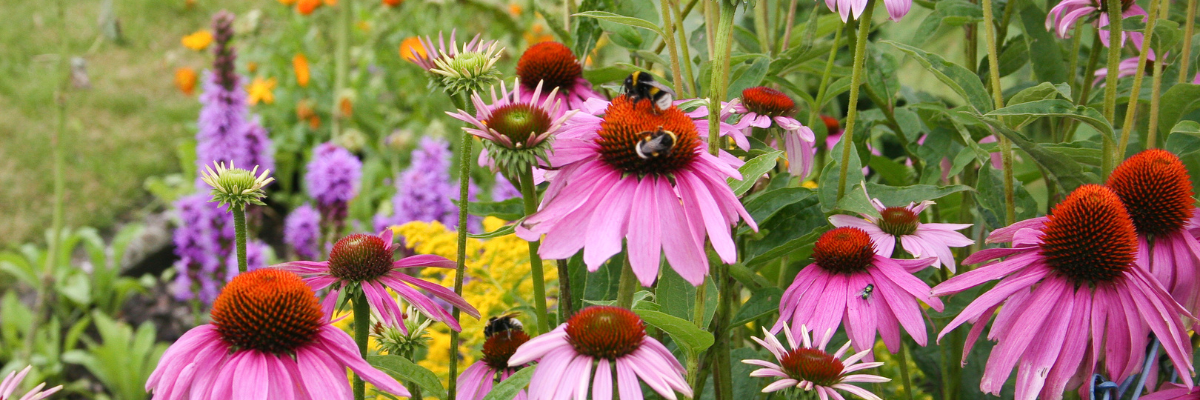 Les plantes vivaces sont surtout appréciées pour leur longévité et pour leurs nombreuses utilisations. Achetez-les chez Serres Pessleux !