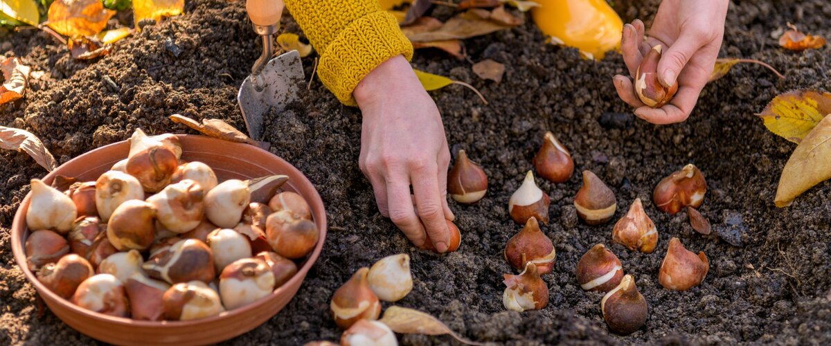 Plantez maintenant, fleurissez au printemps !